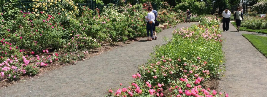 View of the Peggy Rockefeller Rose Garden at the New York Botanical Garden