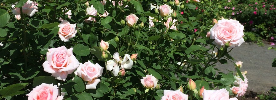 Pale 'ballet slipper' pink roses